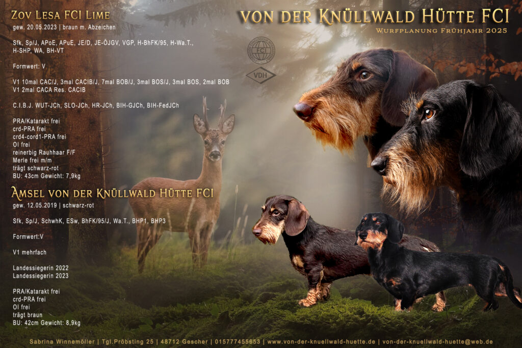 Züchtercollage Wurfankündigung Anne Bertlling Fotografie Hunde Dackel NRW