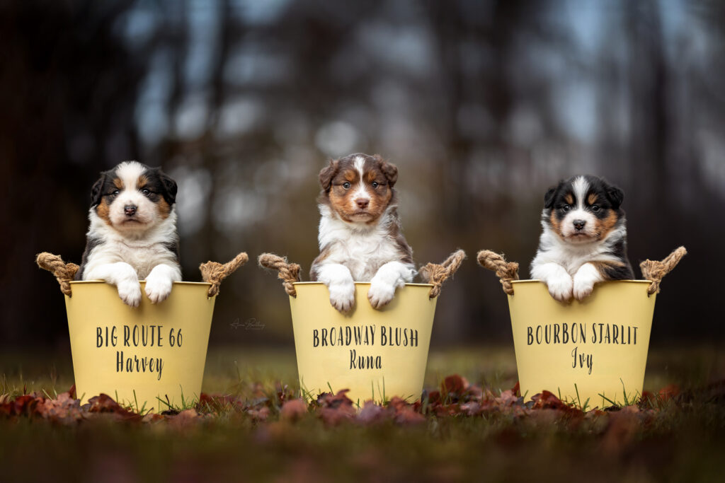 Australian Shepherd Welpen Wurfbegleitung Züchter Anne Bertling Fotografie, Münsterland, Ruhrgebiet