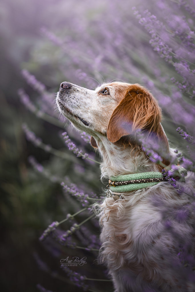 Fotografie Portrait Hund Epagneul Breton Lavendel Schmuckhalsband