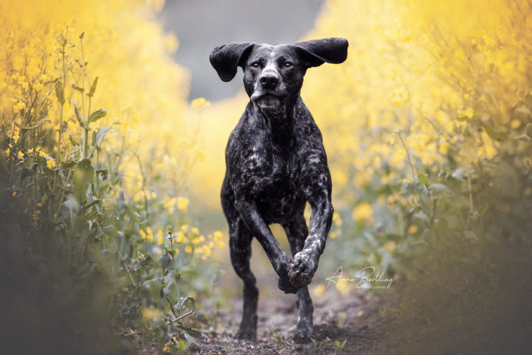 Fotografie Hund in Action NRW