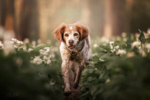 Epagneul Breton Bretonischer Spaniel Bärlauch Action Jagd Hunde Fotografie Hndefotografin NRW Ruhrgebiet Münsterland