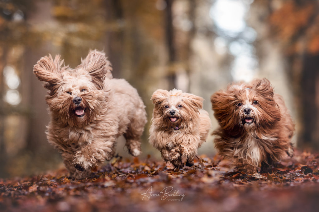 Hunde Fotografie Havaneser Zucht Münster NRW