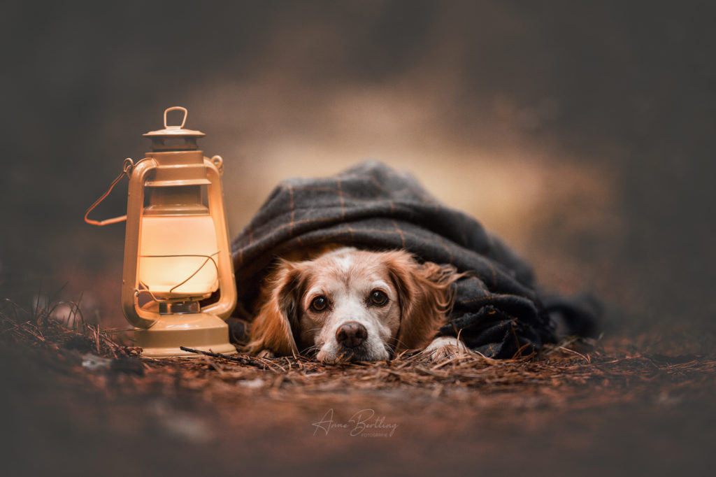 Hunde Fotografie Epagneul Breton Münsterland NRW