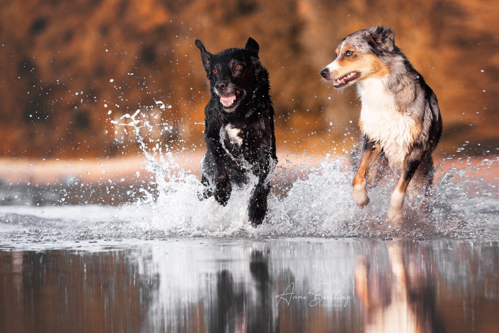 Wasseraction Hunde NRW Badestelle Labrador Retriever Aussie Australien Shepherd Münster Münsterland Ruhrgebiet