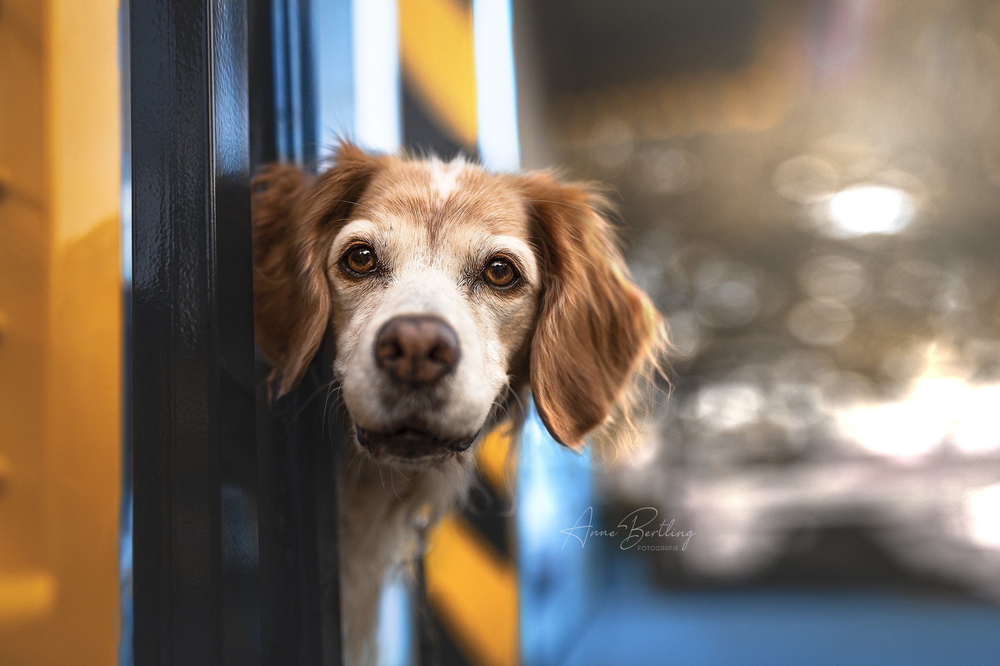 Epagneul Breton Hunde Fotografie Anne Bertling Hundefotografin