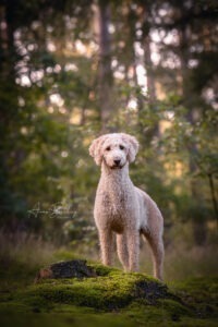 Labradoodle Portrait Wald NRW