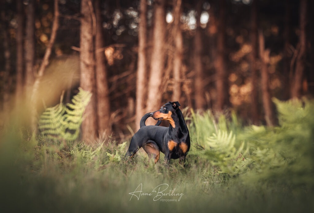 Deutscher Pinscher NRW Portrait
