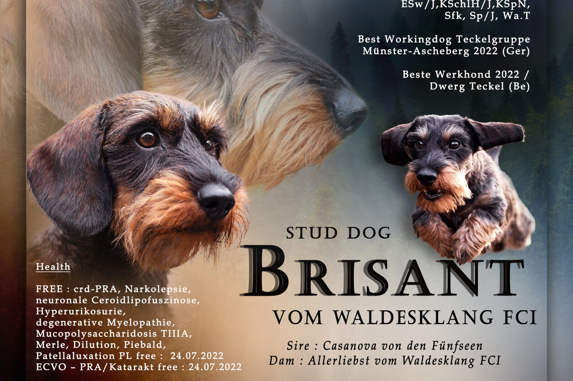 Stud Dog Banner Collage von einem Rauhaardackel Deckrüden, erstellt von Anne Berlting Fotografie, für Hunde, Pferde, andere Tiere, in NRW