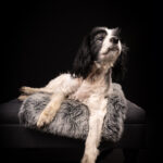 Spaniel Oldie schwarzer Hintergrund Hund Studio Bertling