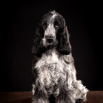 Cocker Spaniel Zucht Fotografie Hund NRW Bertling Studio schwarzer Hintergrund