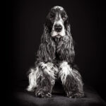 Cocker Spaniel Zucht Fotografie Hund NRW Bertling Studio schwarzer Hintergrund