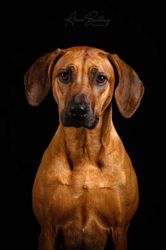 Rhodesian Ridgeback Hündin Zucht Fotografie Studio Münsterland