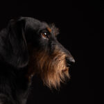 Hund Fotostudio Münster