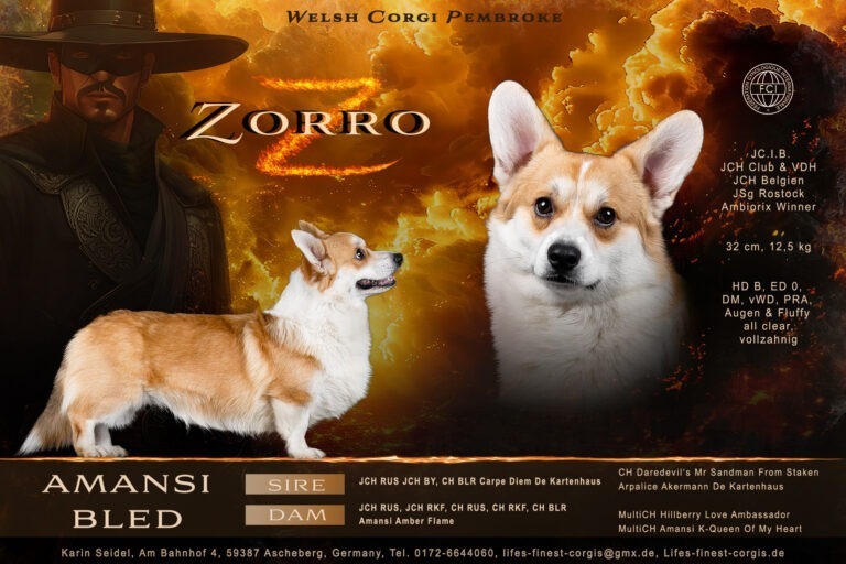 Rüdenpräsentation von einem Welsh Corgi Pembroke Hund, erstellt von Anne Bertling Fotografie als Züchter Collage