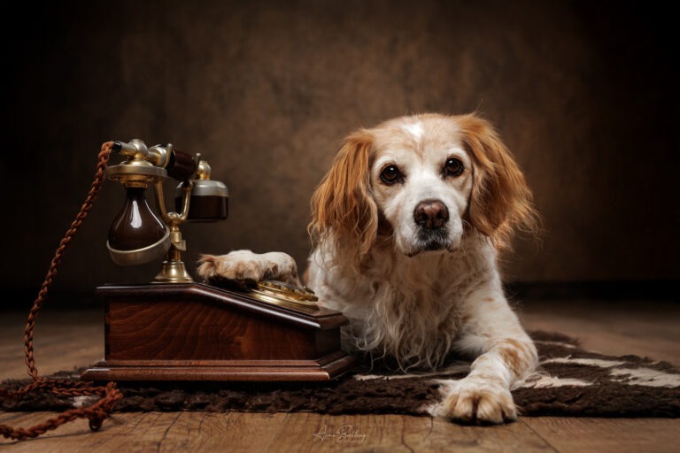 Hund Fotostudio Münster
