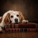 Hund Fotostudio Münster