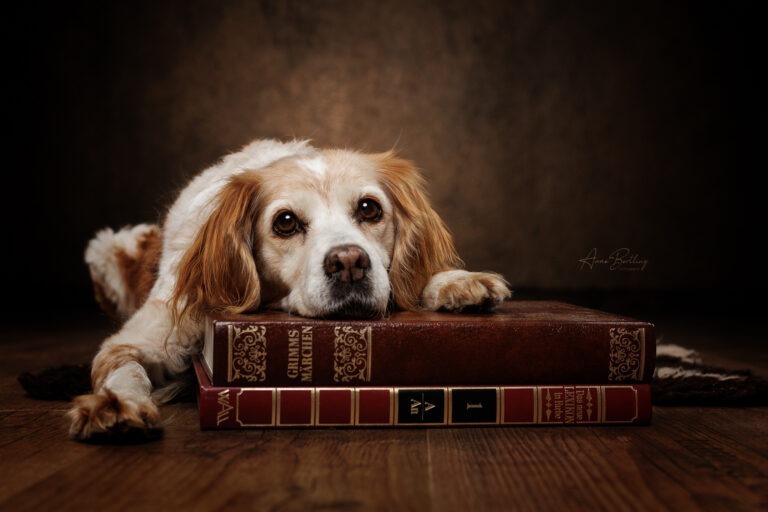 Hund Fotostudio Münster