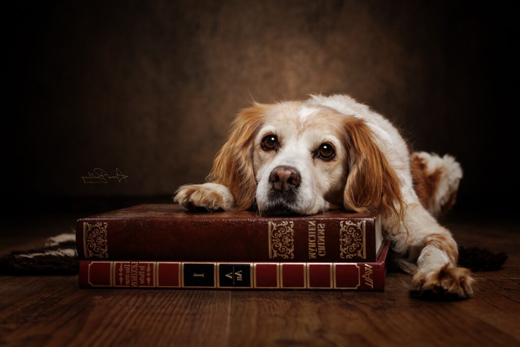 Ein Foto von der Epagneul Breton Hündin Sari mit alten Büchern und barockem Setting, das an die Renaissance erinnert, fotografiert von Anne Bertling Hundefotografie im Fotostudio für Hunde in Ascheberg (NRW) bei Münster