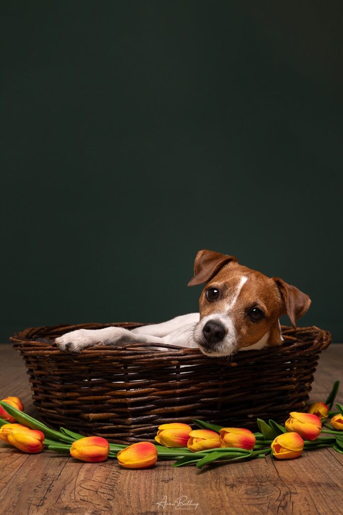 Hund Fotostudio Münster