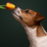 Hund Fotostudio Münster