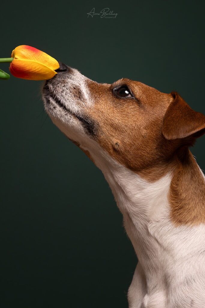 Hund Fotostudio Münster