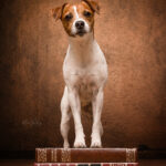 Hund Fotostudio Münster