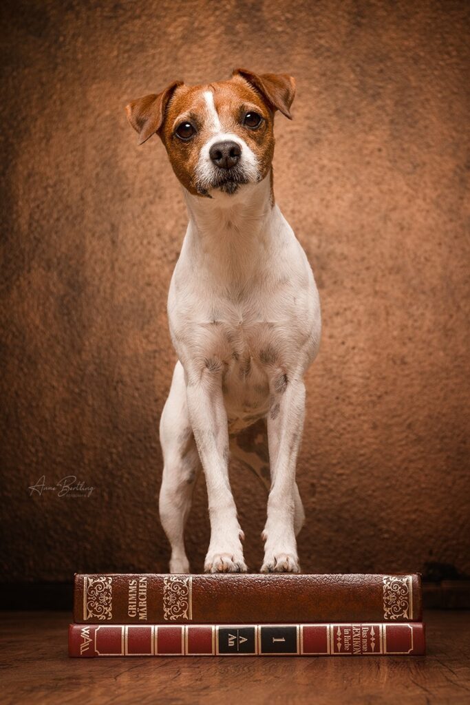 Hund Fotostudio Münster
