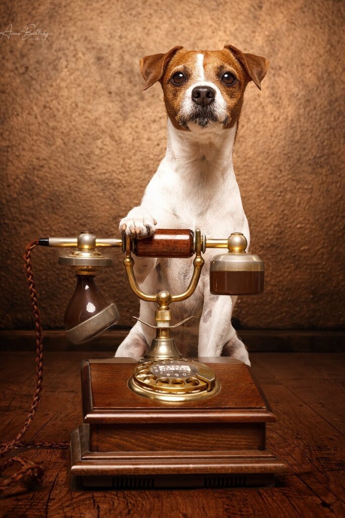 Hund Fotostudio Münster