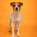 Hund Fotostudio Münster