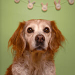 Hund Fotostudio Münster