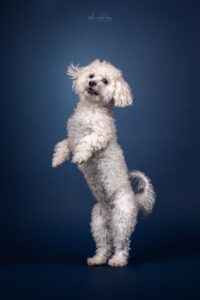 Malteser Hündin im Fotostudio vor blauem Hintergund aufgenommen von Hundefotografin Anne Bertling in Fotostudio für Hund ein Ascheberg bei Münster