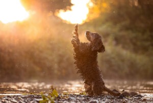 Cocker Spaniel Rüde bei Sonnenaufgang im Wasser in dem Fluss Ruhr im Ruhrgebiet. Aufgenommen von Hundefotografie Anne Bertling aus Ascheberg, Münsterland, NRW, Deutschland