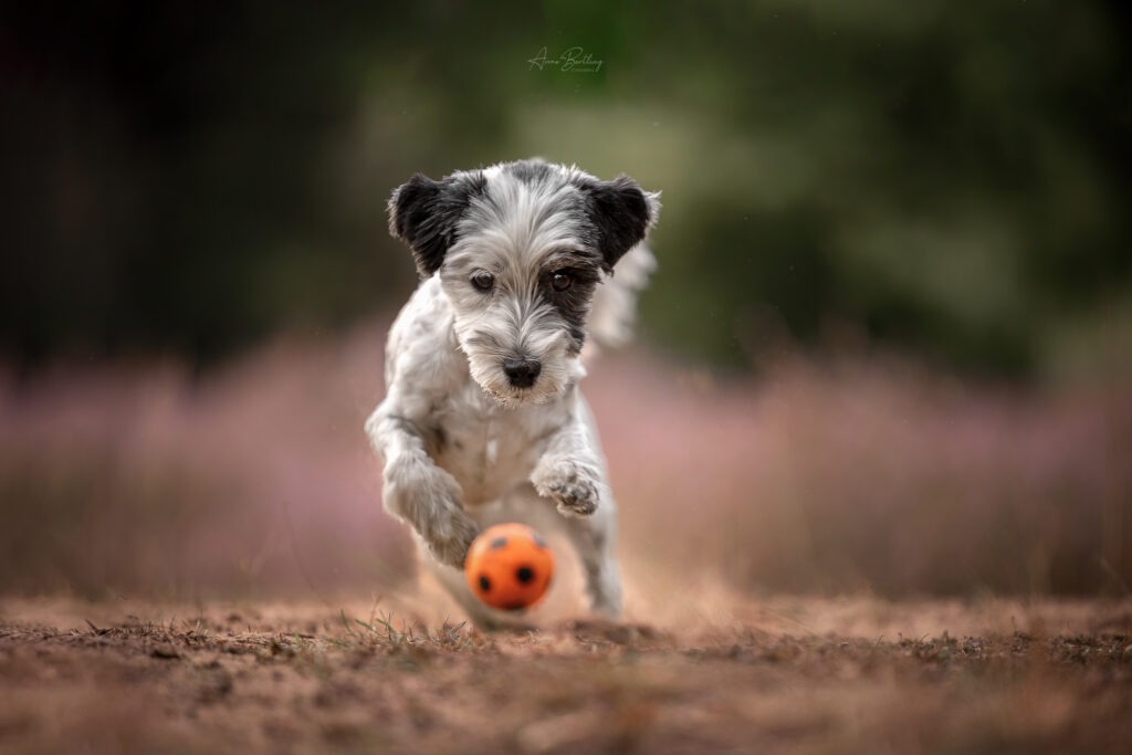 Havaneser Hündin Snoopy auf der Jagd nach dem Ball. Das Foto wurde in der blühenden Heide bei Coesfeld aufgenommen von der Hundefotograf ´in Anne Bertling aus Ascheberg, Münsterland, NRW, zwischen Ascheberg und Dortmund lokalisiert