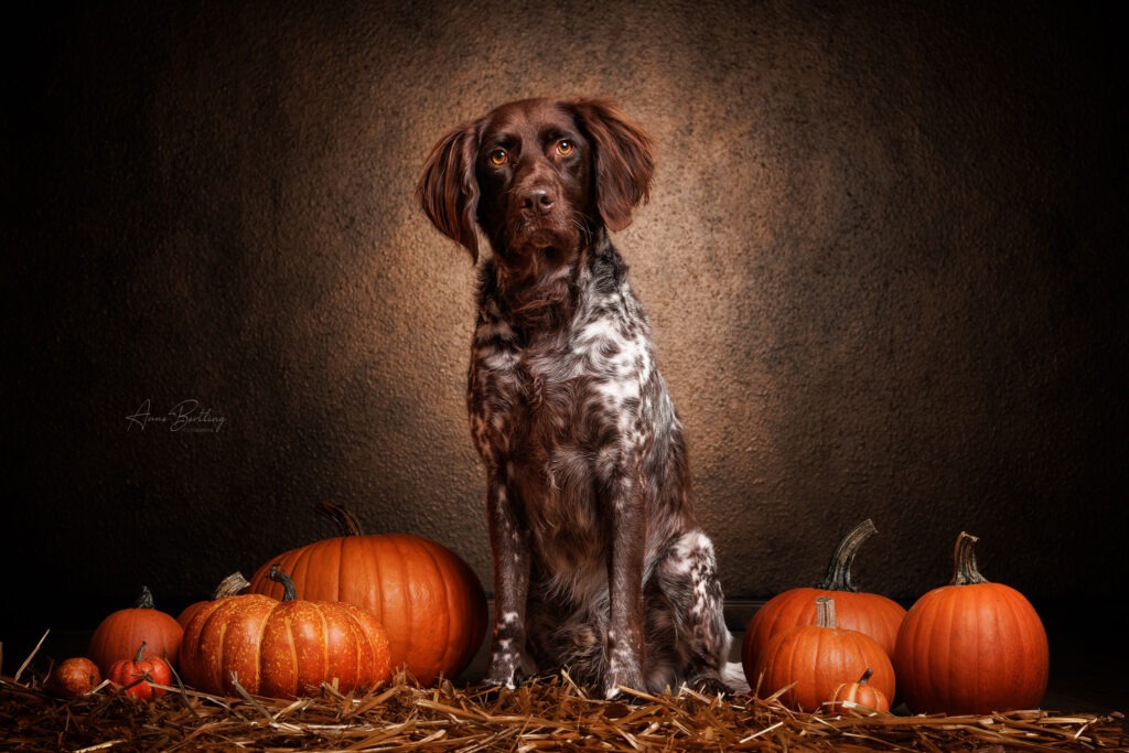 Kleiner Münsterländer in barockem Studio Setting mit Kürbis zum Thema Halloween und Herbst fotografiert von der Hunde Fotografin Anne Bertling aus Ascheberg, das ist im Münsterland und liegt zwischen Münster und Dortmund