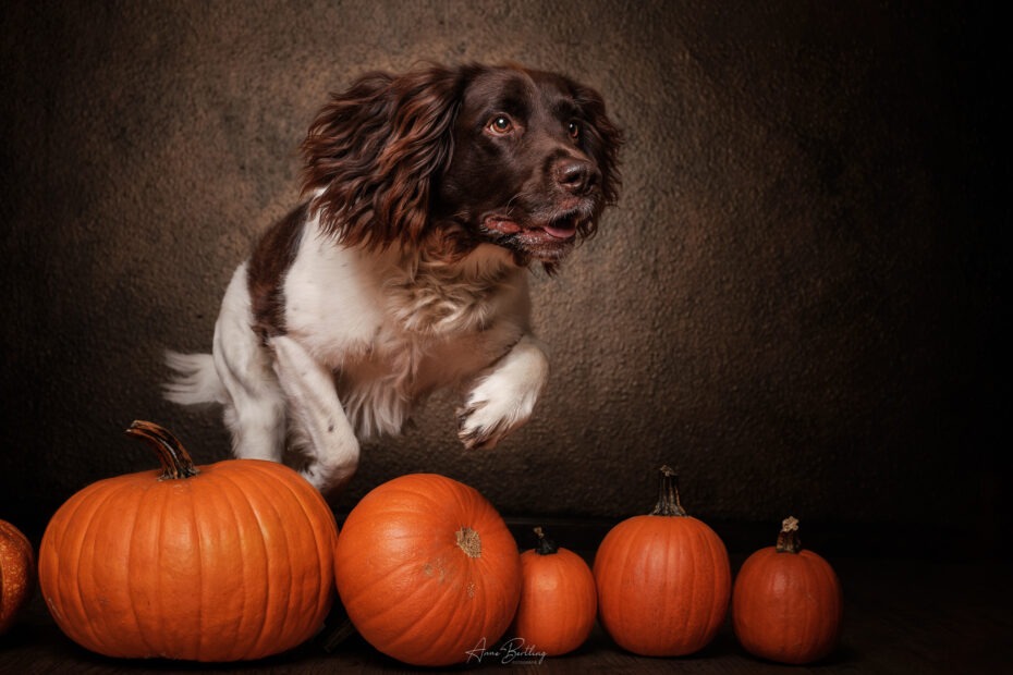 Kleiner Münsterländer springt im Fotostudio von Anne Bertling Hunde Fotografie über Kürbisse, das Studio ist in Ascheberg, Westfalen, zwischen Münster und Dortmund