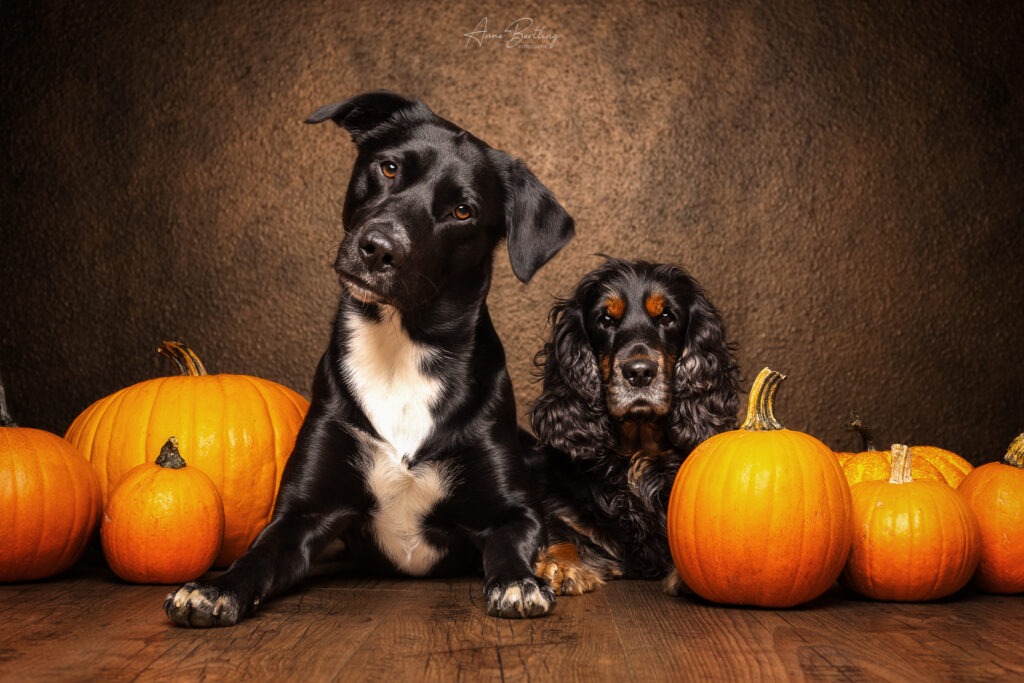 Portrait von zwei schwrzen Hunden, ein Labrador Mischling und ein Cocker Spaniel, liegend auf Holzboden vor kupfer Hintergrund, barock, wie Gemälde, herbstlich mit Kürbissen im Fotostudio von Anne Bertling Hunde Fotografie, laokalisiert in Ascheberg, Münsterlande, zwischen Münster und Dortmund