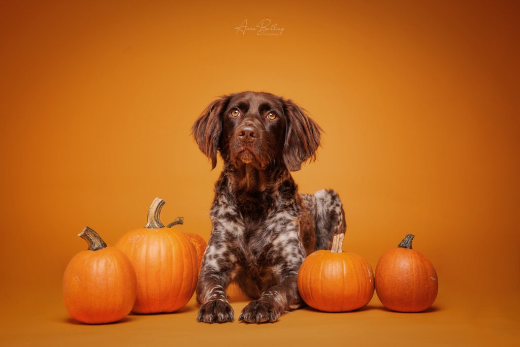 Portrai von kleinem Münsterländer vor buntem orangen Hintergrund mit Kürbissen fotografiert im Fotostudio in Ascheberg in NRW bei Münster und Dortmund an der A1 in Taum von Anne Bertling Hunde Fotografie