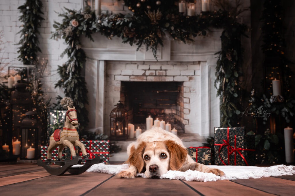 Weihnachtliches Hundeshooting in Ascheberg (Münsterland) – Hund im festlich geschmückten Set mit Kamin, Geschenken und Dekoration.