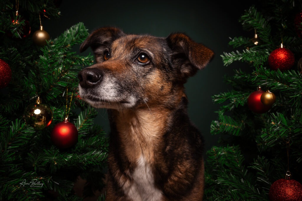 Weihnachtsshooting bei Münster mit Hund (Mischling) vor grünem Hintergrund – festliche Dekoration mit Tannenzweigen, Schleifen und Weihnachtskugeln.