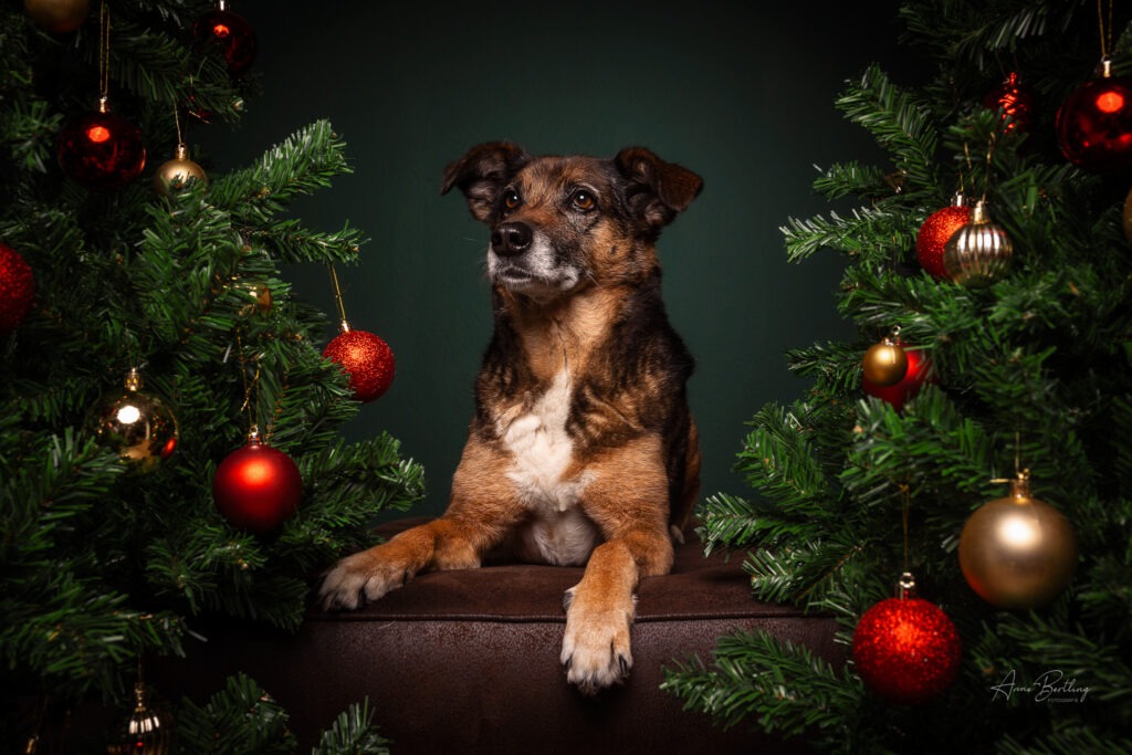 Weihnachtsshooting bei Münster mit Hund (Mischling) vor grünem Hintergrund – festliche Dekoration mit Tannenzweigen, Schleifen und Weihnachtskugeln. weihnachtsshooting-hund-ascheberg-tannenzauber.jpg