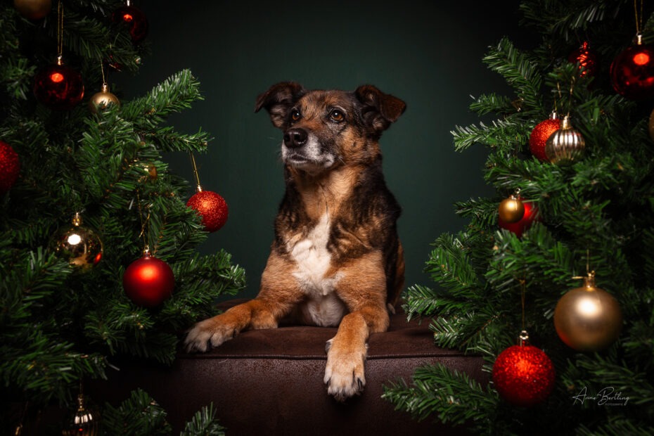 Weihnachtsshooting bei Münster mit Hund (Mischling) vor grünem Hintergrund – festliche Dekoration mit Tannenzweigen, Schleifen und Weihnachtskugeln.