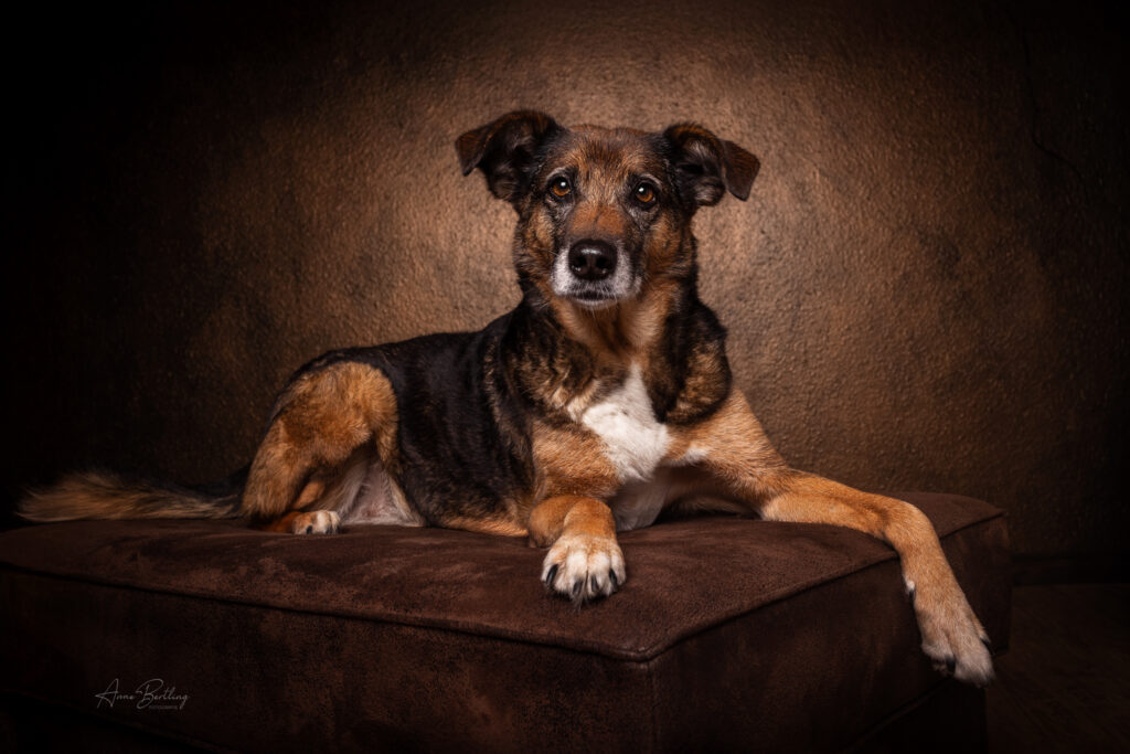 Hund Mischling Portrait vor bronze Hintergrund im Fotostudio von Anne Bertling Hundefotografie in Ascheberg im Münsterland