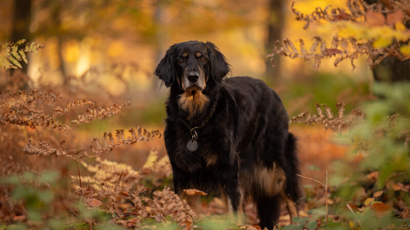 Hovawart Hündin Senior Wald Anne Bertling Fotografie, Münsterland Ruhrgebiet Hunde Pferde NRW grundoptimiert