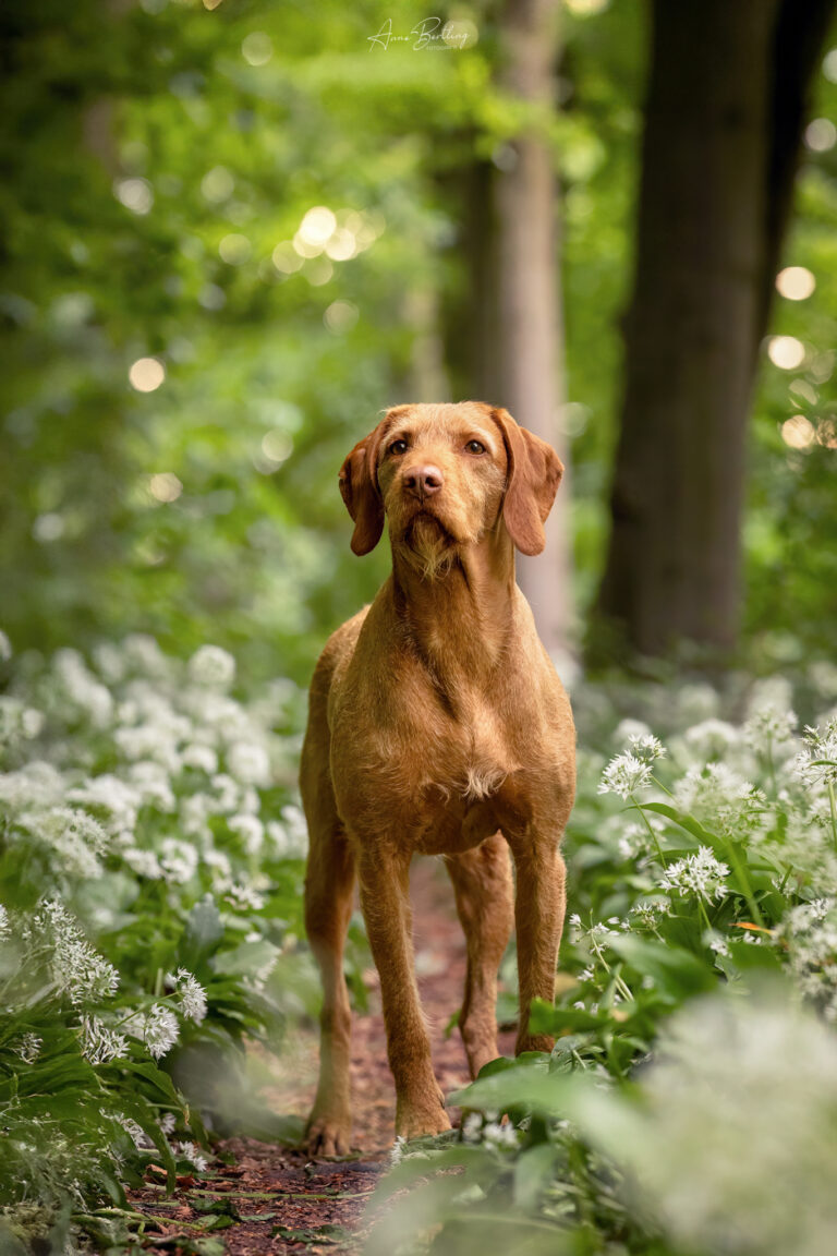 Portrai einer rauhhaarigen Vizsla Hündin im Wald, jagdliche Führung, fotografiert von Anne Bertling Hunde Fotografie in NRW