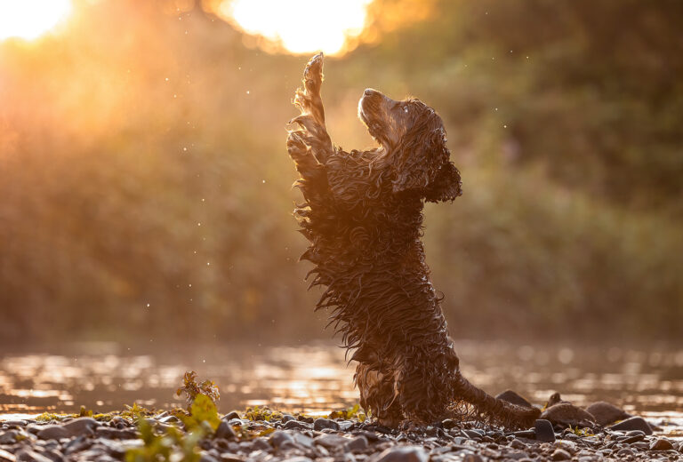 Cocker Spaniel mach Männchen im Sonnenuntergang im Wasser, fotografiert von Anne Bertling Hunde Fotografie, Münsterland, Ruhrgebiet NRWgrundoptimiert