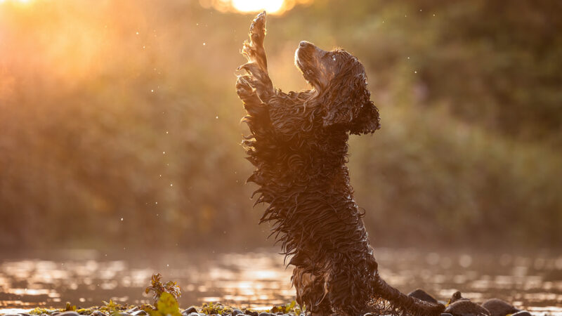 Cocker Spaniel mach Männchen im Sonnenuntergang im Wasser, fotografiert von Anne Bertling Hunde Fotografie, Münsterland, Ruhrgebiet NRWgrundoptimiert