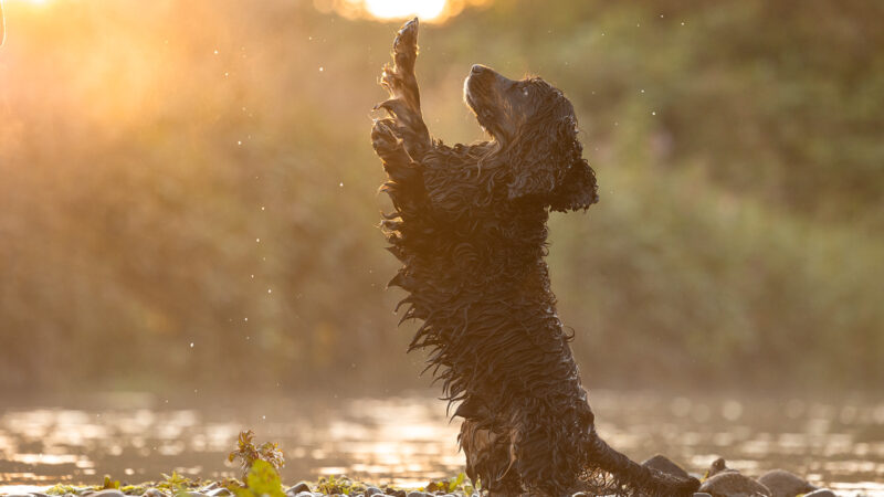 Cocker Spaniel mach Männchen im Sonnenuntergang im Wasser, fotografiert von Anne Bertling Hunde Fotografie, Münsterland, Ruhrgebiet NRWgrundoptimiert