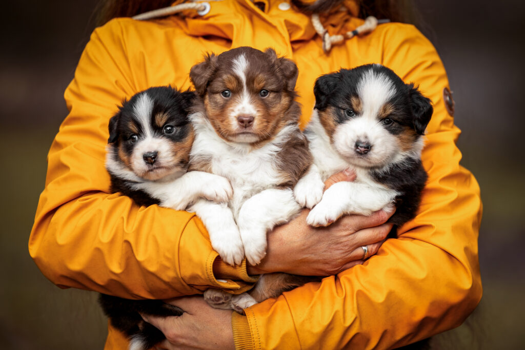 Australian Shepherd Welpen Wurfbegleitung Züchter Anne Bertling Fotografie, Münsterland, Ruhrgebiet