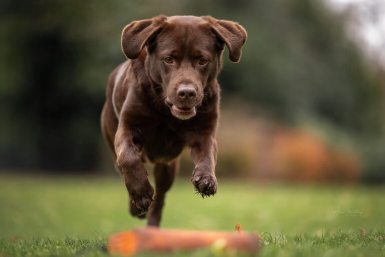 Hund, Labrador Retriever Rüde bei der Dummy Arbeit in Action von Anne Bertling Fotografie, Münsterland Ruhrgebiet