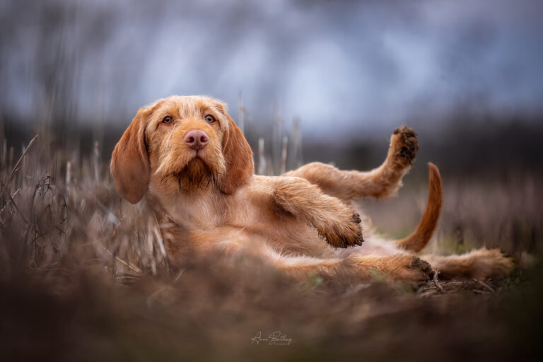 Ungarischer Vorstehhund Welpe jagdlich Portrait Anne Bertling Fotografie, Münsterland, NRW